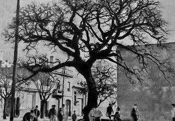 Pacará de Segurola: el árbol que fue testigo de la primera vacunación en Buenos Aires